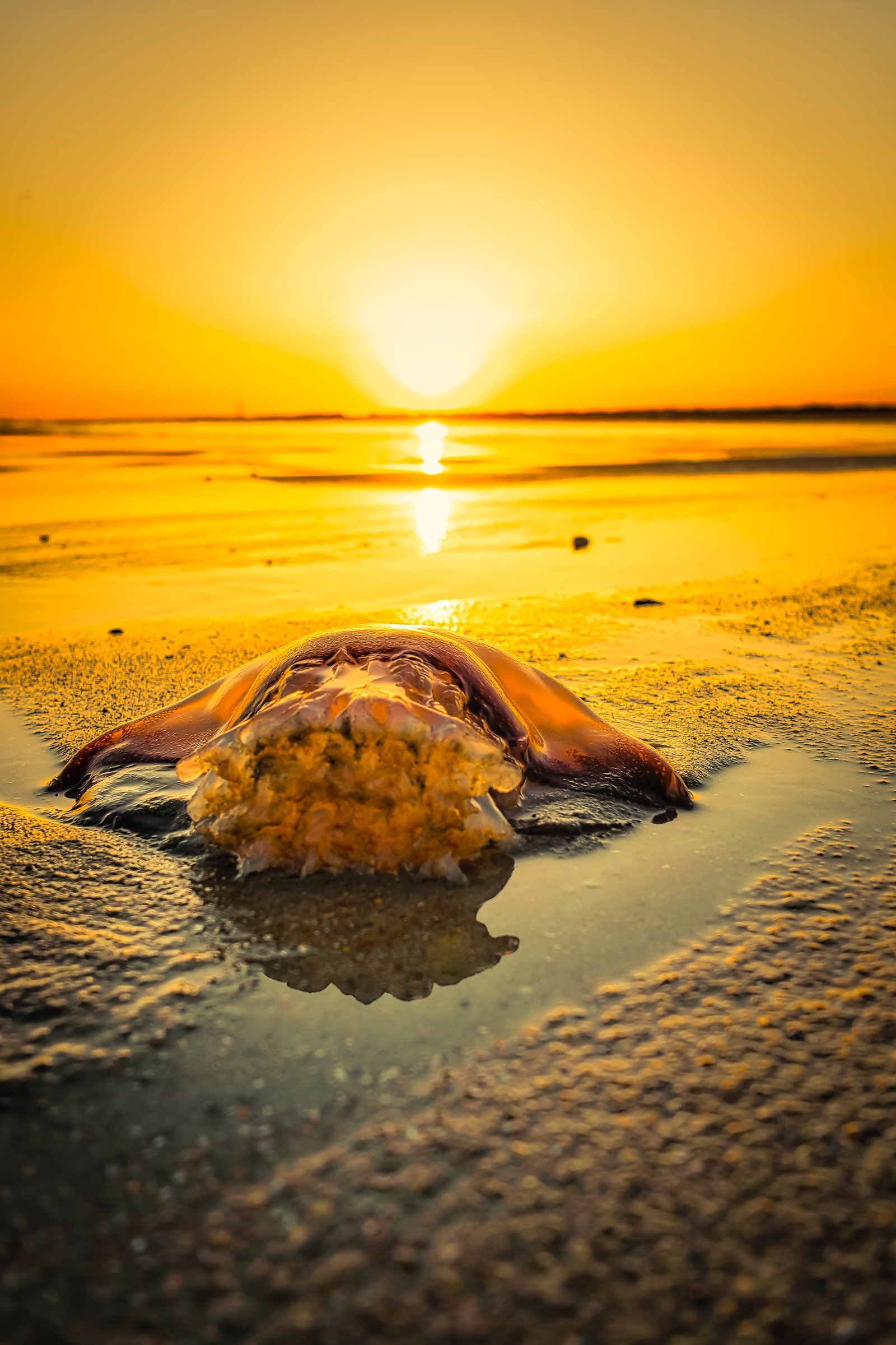 On the glowing sands at The Point, a beached jellyfish rests in the last light of day, its translucent form mirroring the sun sinking toward the horizon. The scene feels like a quiet farewell between ocean and sky, a reminder that every ending along Oak Island’s shore carries a strange, golden beauty of its own.