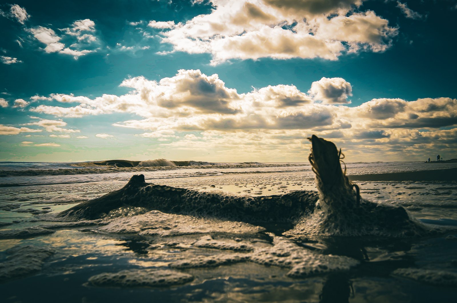 A weathered piece of driftwood stands sentinel on Oak Island’s shore, its sculptural form silhouetted against the golden light of late afternoon . This photograph captures the natural artistry that the ocean delivers to these beaches, where driftwood transformed by tides and time becomes beachside sculpture . The dramatic backlighting reveals the driftwood’s intricate texture and organic curves, while gentle waves lap at the sand and distant beachgoers create tiny silhouettes along the horizon.
Oak Island’s beaches are treasure troves for beachcombers seeking driftwood, shells, and other gifts from the sea . This image employs classic silhouette photography techniques—shooting with the sun low on the horizon to create dramatic contrast and emphasize the subject’s form against the luminous sky . The driftwood’s weathered shape, resembling a creature rising from the sand, speaks to nature’s ability to sculpt its own masterpieces.